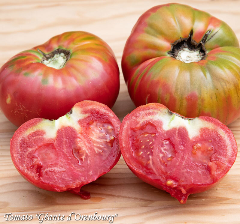 Tomato Géante d’Orenbourg